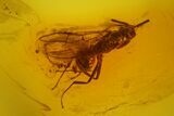 Detailed Fossil Ant (Formicidae) & Flies (Diptera) in Baltic Amber #145492-3